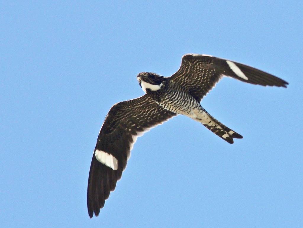 Common Nighthawk 3-20110501 by Kenneth Cole Schneider is licensed under CC BY-NC-SA 2.0